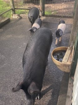 97B31E2C-F1D9-4CFA-A335-73A578573196.jpeg 97B31E2C-F1D9-4CFA-A335-73A578573196.jpeg