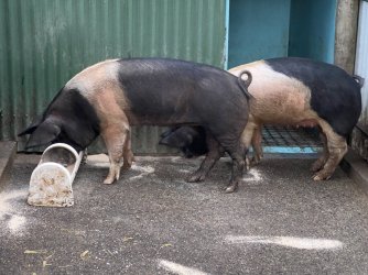 667A1BD6-0565-46AB-B1A8-D407A695EED1.jpeg 667A1BD6-0565-46AB-B1A8-D407A695EED1.jpeg