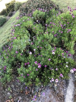 A5FDF777-DA14-464F-BAA5-3BB686BE90E8.jpeg A5FDF777-DA14-464F-BAA5-3BB686BE90E8.jpeg