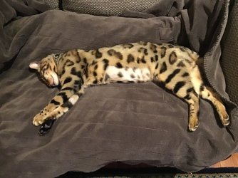 679DD10E-C685-4219-A033-ED578A3C5AF2.jpeg 679DD10E-C685-4219-A033-ED578A3C5AF2.jpeg