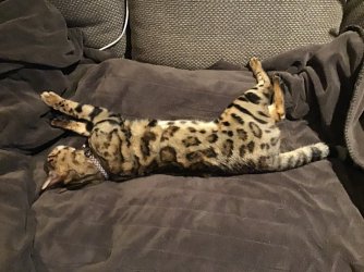 3EBFDA3B-B9CD-4124-A277-BF7E966005C9.jpeg 3EBFDA3B-B9CD-4124-A277-BF7E966005C9.jpeg