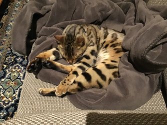 6A396627-52D4-47AA-8BBB-6C210E2AA9B5.jpeg 6A396627-52D4-47AA-8BBB-6C210E2AA9B5.jpeg