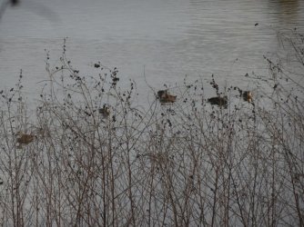 DSC06390.JPG DSC06390.JPG