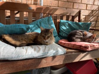 Mr P & B morning sun_0418.jpeg Mr P & B morning sun_0418.jpeg