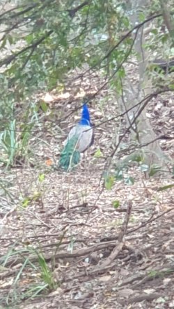 F351AE0C-7758-493C-A6CD-A0C62596247D.jpeg F351AE0C-7758-493C-A6CD-A0C62596247D.jpeg