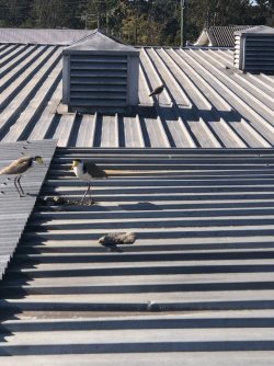 57E561AF-C1AE-47C9-995E-2E619CE0780E.jpeg 57E561AF-C1AE-47C9-995E-2E619CE0780E.jpeg