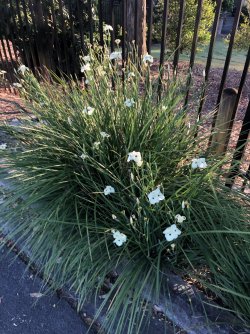 2AE52B0A-4F46-4387-A64B-FA91A76004CC.jpeg 2AE52B0A-4F46-4387-A64B-FA91A76004CC.jpeg