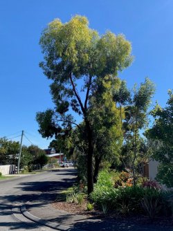 Tree 1.jpg Tree 1.jpg