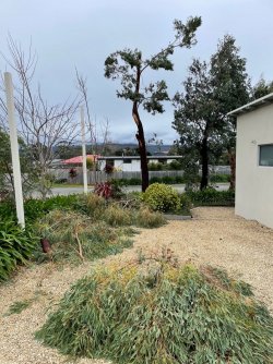 Tree 2.jpg Tree 2.jpg