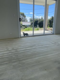 cat visitor.jpg cat visitor.jpg