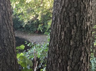 95A186DB-BBE6-4D5A-8C33-D970A94D517D.jpeg 95A186DB-BBE6-4D5A-8C33-D970A94D517D.jpeg