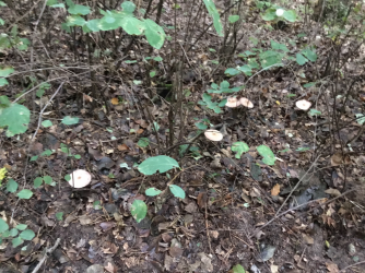 FB278D7A-0DB5-4A54-82BA-8C3D792BFFEA.png FB278D7A-0DB5-4A54-82BA-8C3D792BFFEA.png