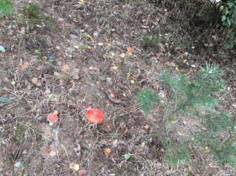 6B35BE29-406D-4807-85A5-CA1E115D62BF.png 6B35BE29-406D-4807-85A5-CA1E115D62BF.png