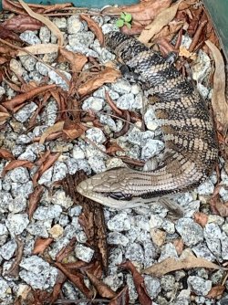 IMG_0453.jpg IMG_0453.jpg