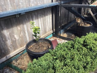 IMG_3597.jpeg IMG_3597.jpeg