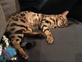 IMG_3585.jpeg IMG_3585.jpeg