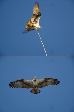 Snip 10.JPG Snip 10.JPG