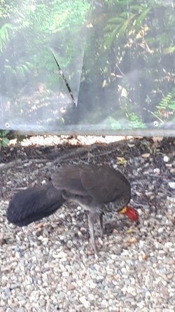 turkey.jpg turkey.jpg