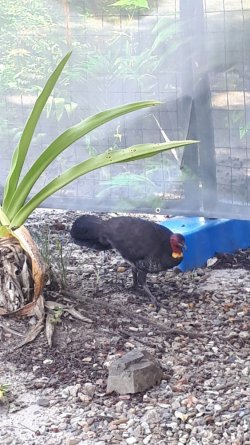 turkey2.jpg turkey2.jpg