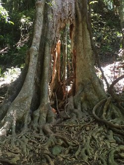 A24AE72B-7ED2-4C6E-92A0-0DB8292458FB.jpeg A24AE72B-7ED2-4C6E-92A0-0DB8292458FB.jpeg