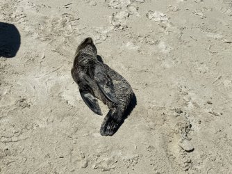 IMG_9475.JPG IMG_9475.JPG