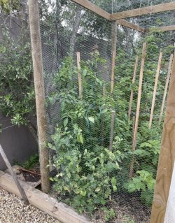 5966D1CB-F725-4EFC-9764-4BEE37170727.jpeg 5966D1CB-F725-4EFC-9764-4BEE37170727.jpeg