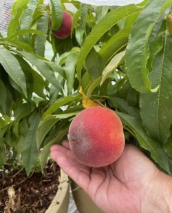 013B78A9-5626-47BE-90DF-C2EF95141C5D.jpeg 013B78A9-5626-47BE-90DF-C2EF95141C5D.jpeg