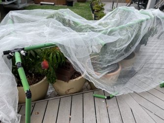 4F6942E7-0210-41B2-86E5-CBD932636D29.jpeg 4F6942E7-0210-41B2-86E5-CBD932636D29.jpeg