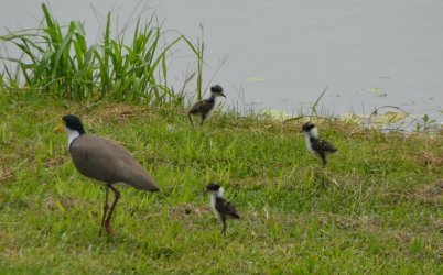 new-plovers (002).jpg new-plovers (002).jpg