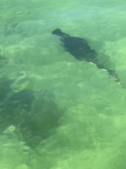 2C018464-A5C8-42B5-8503-4236E9BEB812.jpeg 2C018464-A5C8-42B5-8503-4236E9BEB812.jpeg