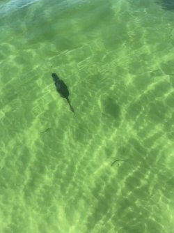 4853E74A-606D-4D57-9EE4-8484D724259B.jpeg 4853E74A-606D-4D57-9EE4-8484D724259B.jpeg