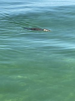 49D4DBC2-42C7-484B-AE39-64F4114C32DA.jpeg 49D4DBC2-42C7-484B-AE39-64F4114C32DA.jpeg