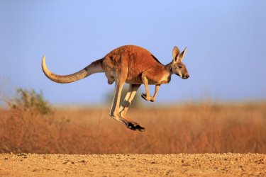 red_kangaroo-24c18ab08dc145f1a798abd4b820390a.jpg red_kangaroo-24c18ab08dc145f1a798abd4b820390a.jpg