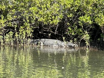 4B2091DA-F083-49E7-B9E4-7EC00282CE88.jpeg 4B2091DA-F083-49E7-B9E4-7EC00282CE88.jpeg