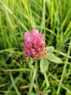 IMG_20220521_155242.jpg IMG_20220521_155242.jpg