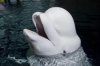 Beluga 1.jpg Beluga 1.jpg