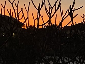 1329D667-3478-4F52-A4DA-222492285241.jpeg 1329D667-3478-4F52-A4DA-222492285241.jpeg