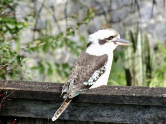 DC455F8E-FB98-4CEE-8854-0B16202A061B.jpeg DC455F8E-FB98-4CEE-8854-0B16202A061B.jpeg