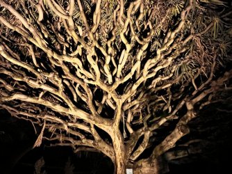 IMG_7484.JPG IMG_7484.JPG