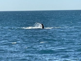 IMG_6564.JPG IMG_6564.JPG