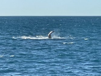 IMG_6565.JPG IMG_6565.JPG