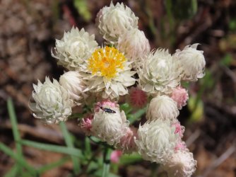 IMG_0169.JPG IMG_0169.JPG