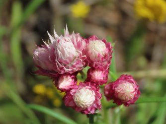 IMG_0172.JPG IMG_0172.JPG