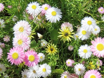 IMG_0177.JPG IMG_0177.JPG