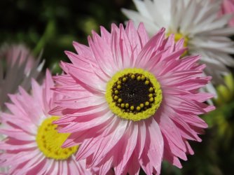 IMG_0181.JPG IMG_0181.JPG