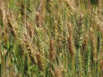 IMG_0184.JPG IMG_0184.JPG