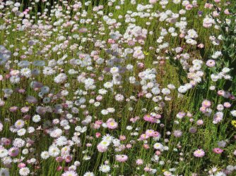 IMG_0179.JPG IMG_0179.JPG