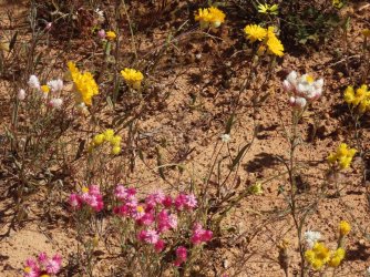 IMG_0237.JPG IMG_0237.JPG