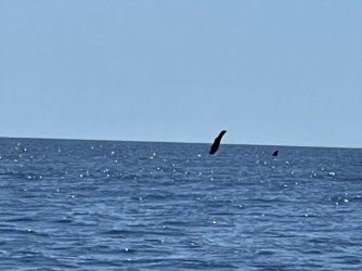 16479A71-EE03-477A-A26E-DA84502D3566.jpeg 16479A71-EE03-477A-A26E-DA84502D3566.jpeg