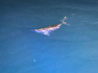 Cruise day 2 dolphins at night (5).JPG Cruise day 2 dolphins at night (5).JPG